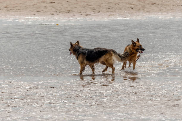 istock Who Let The Dogs Out! 842237866