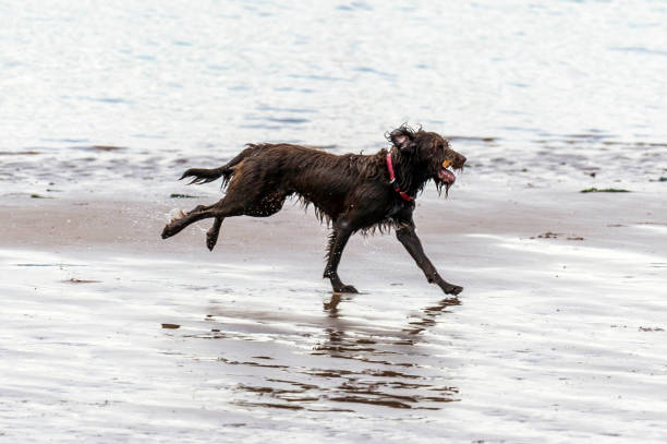 istock Who Let The Dogs Out! 842238130