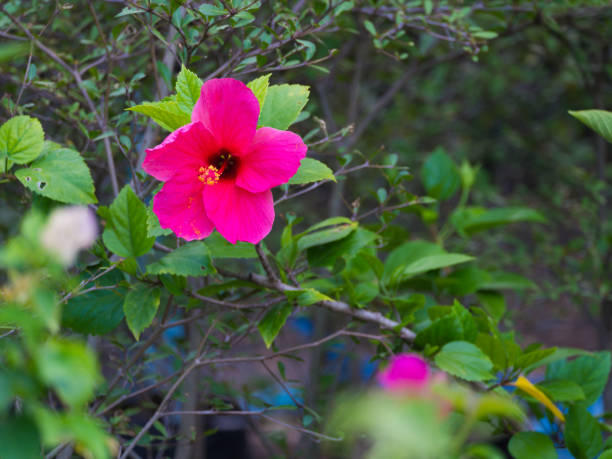 istock Red Chinese Rose Flower Blooming 842238396
