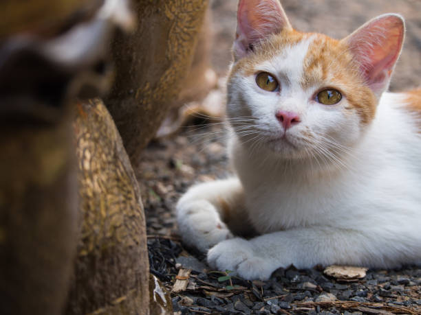 The White Golden Kitten Lying The White Golden Kitten Lying on The Ground alley cat food stock pictures, royalty-free photos & images