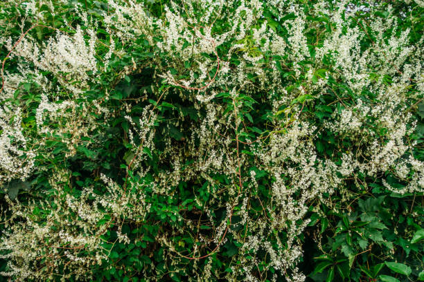 Tree leaf bushes green fence