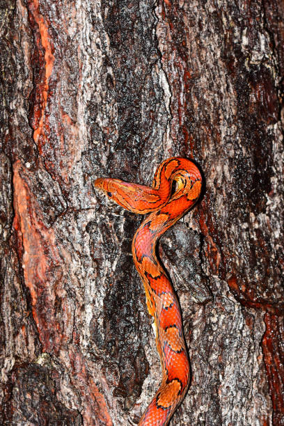 Red Rat snake picking route as it climbs on pine tree