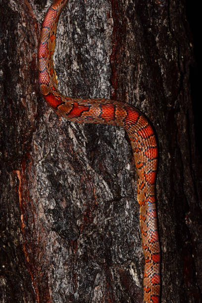 istock Red Rat snake with full belly climbing pine tree 842244274