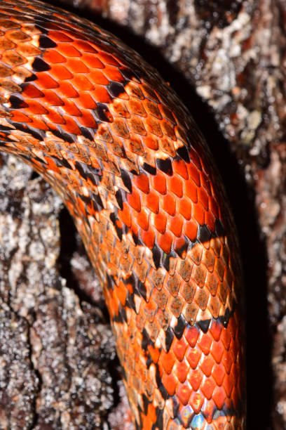 istock Expanded skin visible between scales fed Red Rat snake 842244422