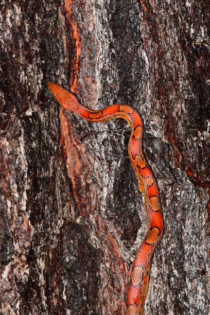 istock Red Rat snake climbing on fire-scarred pine tree 842244562