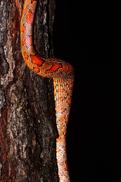 istock Expanded belly on fed Red Rat snake climbing on pine tree 842244744