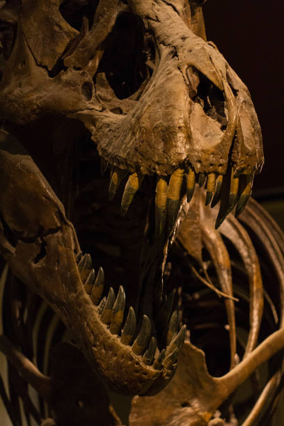 ティラノサウルス ・ レックスの頭骨 - animal teeth animal skull extinct animal bone ストックフォトと画像