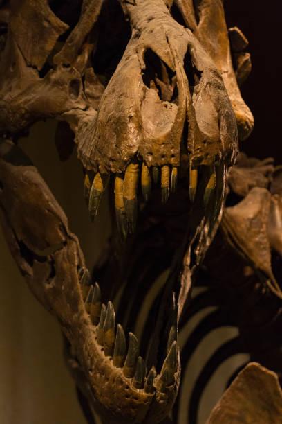 istock Tyrannosaurus Rex skull 842247414