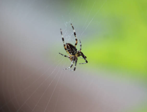 istock european garden spider 842247616