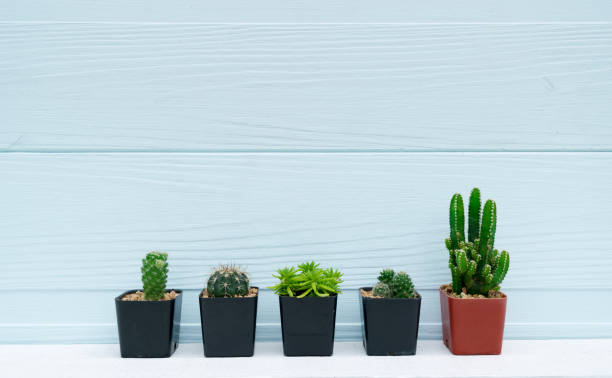 istock Cactus in pot on a wooden floor background 842248244