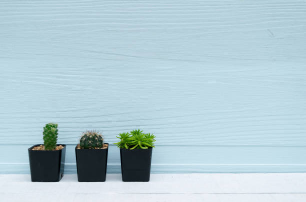 istock Cactus in pot on a wooden floor background 842248248