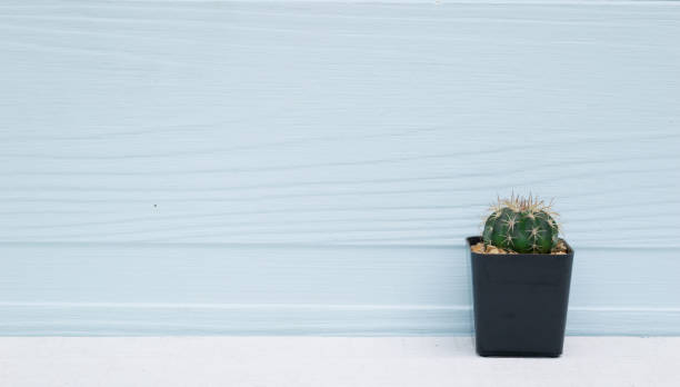 istock Cactus in pot on a wooden floor background 842248314