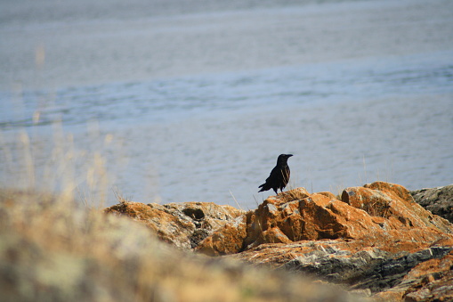 Lone Raven perched on some rocks on the coast of western Canada
