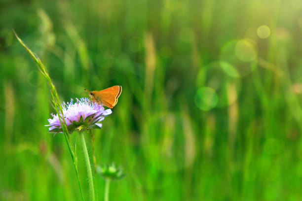 istock Orange butterfly on purple caucasian scabious 842260718