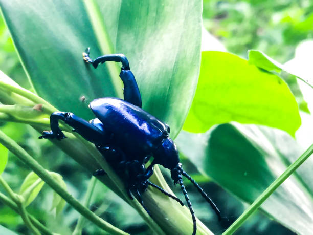 istock Purple Swollen-legged Beetle mating on green leaf 842263568