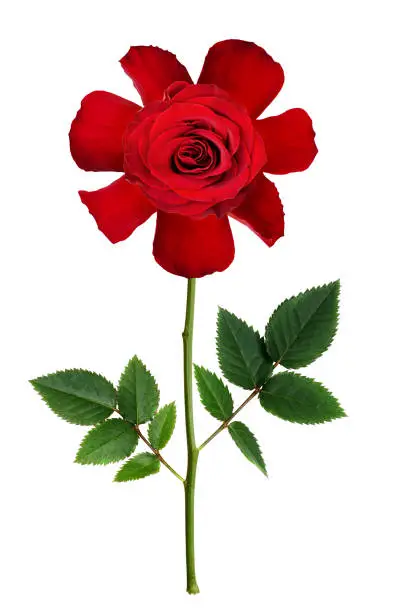Naive stylized red rose flower isolated on white