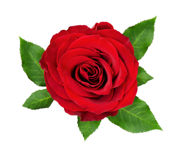 istock Red rose flower and leaves 842265704