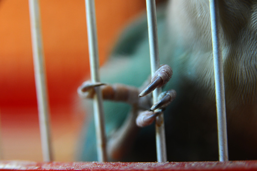 Claws of parrot in cage close up