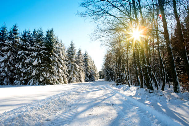 istock Winter trees and road in german forest with sunshine 842267006