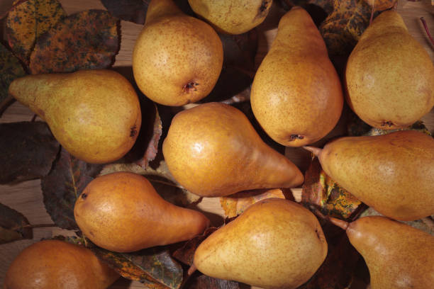 istock Juicy ripe pears and dried up leaves . 842267270