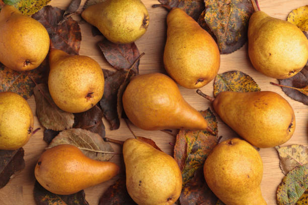 istock Juicy ripe pears and dried up leaves . 842267276