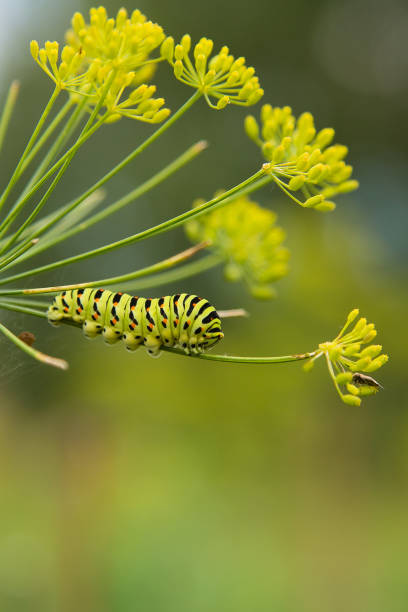 ディルの花の上に座ってアゲハ マカオン蝶の幼虫。 - butterfly swallowtail butterfly caterpillar black ストックフォトと画像