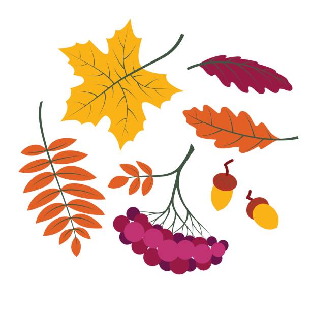 ilustrações de stock, clip art, desenhos animados e ícones de autumn leaves set, colorful collection silhouettes of tree leaves (maple, rowan leaf, rowanberry, oak, acorn etc.), simple cartoon style, isolated on white background - oak leaf oak tree acorn season