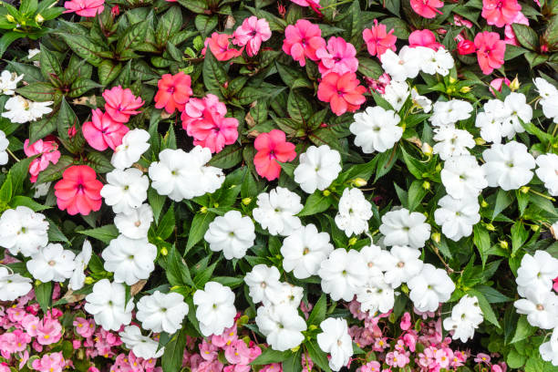 istock red white pink flower bouquet blooming composition 842273092