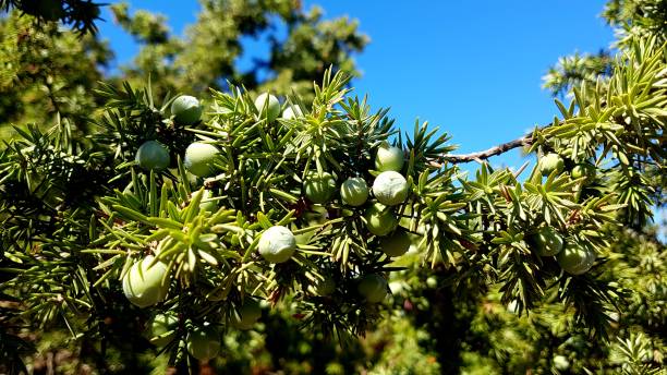 Green pheonicean juniper berries on a branch. Sardinia, Italy Green pheonicean juniper berries on a branch. Sardinia, Italy juniperus oxycedrus stock pictures, royalty-free photos & images