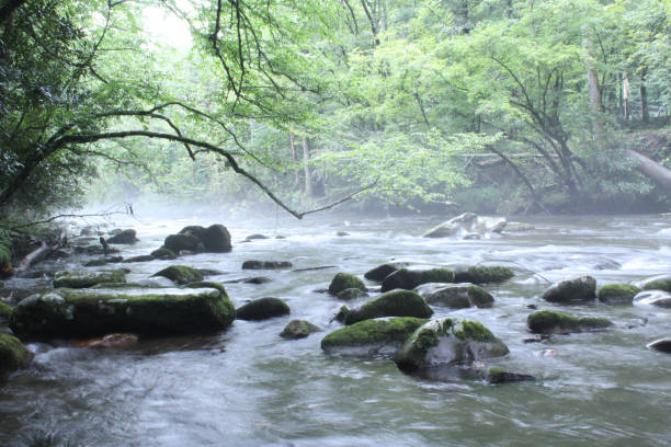 istock Natural River in the Morning with Steam and Mist 842274316