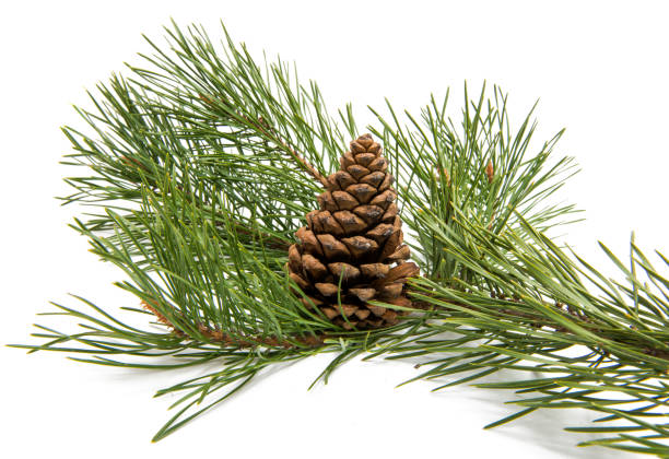 istock Sprig of pine with cones isolated 842276616