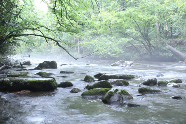 naturalna rzeka słodkowodna z mossy rocks - tennessee waterfall stream forest zdjęcia i obrazy z banku zdjęć