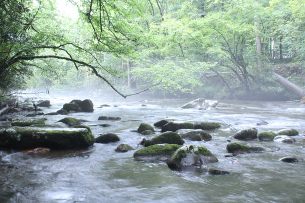 природная пресноводная река с мосси рокс - tennessee waterfall stream forest стоковые фото и изображения