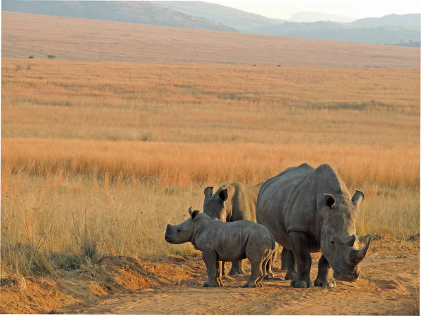 Three white rhinoceros in South African bushveld White rhinos isolated against bushveld and mountain background. bushveld photos stock pictures, royalty-free photos & images