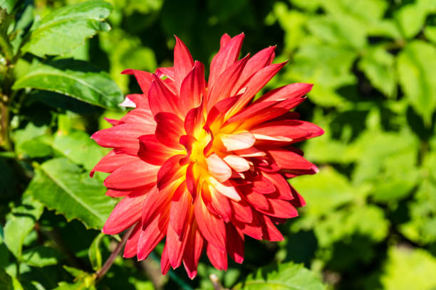 istock red flower bud blooming close up isolated in summer garden 842284652