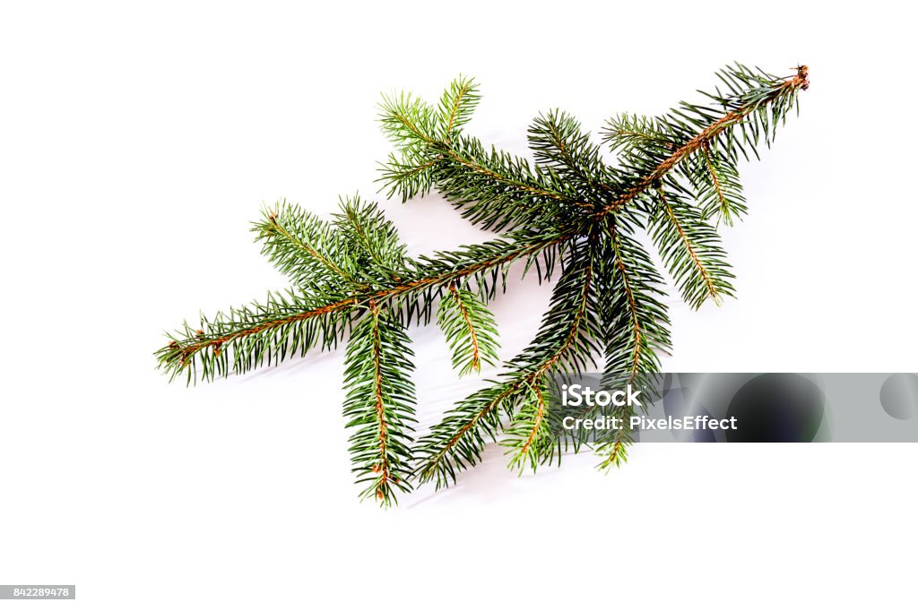 Fir branch, isolated on white Fir tree branch isolated on a white background with copy space Above Stock Photo