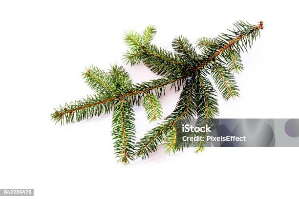 Fir Branch Isolated On White Stock Photo - Download Image Now - Above, Anniversary, Beauty In Nature