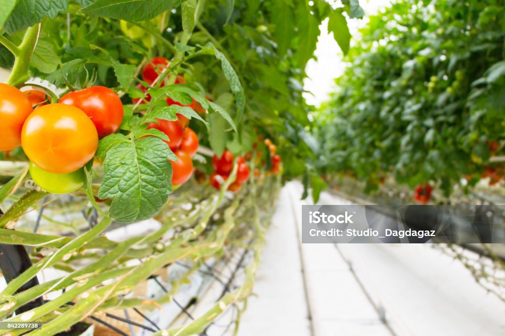 Tomatoes growing in greenhouse.Agriculture background. Selective focus. Agriculture Stock Photo