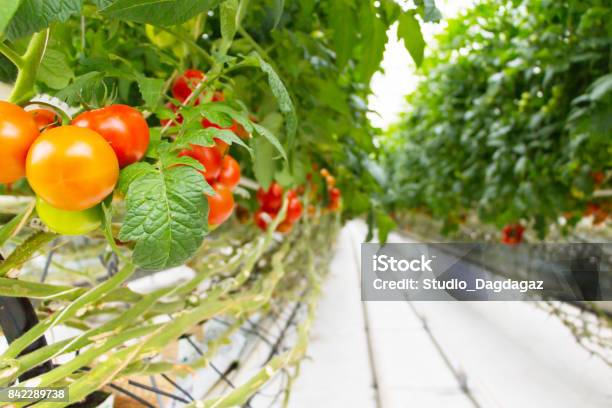 Tomatoes Growing In Greenhouseagriculture Background Selective Focus Stock Photo - Download Image Now