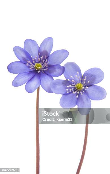 Hepatica Nobilis First Spring Flower Stock Photo - Download Image Now - Beauty, Blossom, Blue