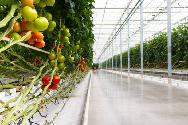 Tomatoes growing in greenhouse.Agriculture background. Selective focus.