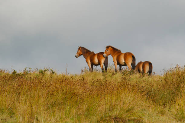 Three wild ponies on moorland.