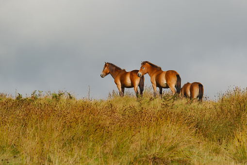 Three wild ponies on moorland. Photographed; Exmoor, Somerset, UK. August 2017.