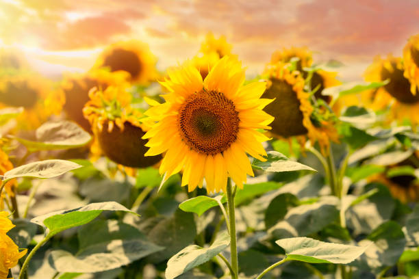 istock Yellow sunset over sunflowers 842298844