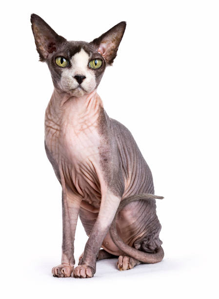 istock Sphynx cat sitting  straight up isolated on white background 842299308