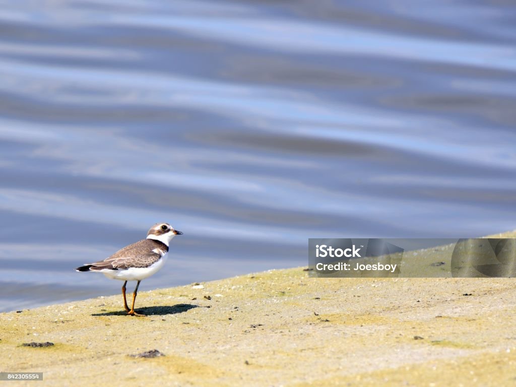 Semipalmated Sandpiper Looking Up A Semipalmated Sandpiper, Calidris pusilla, looking overhead as if it sees a raptor or some other threat to its existence, a cute pose loaded with meaning Animal Stock Photo