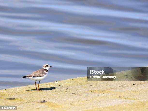 Semipalmated Sandpiper Looking Up Stock Photo - Download Image Now - Animal, Animal Behavior, Animal Themes