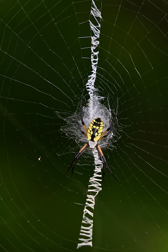 An female Argiope aurantia, yellow garden spider sits in her web, decorated with an stabilimentum ready to eat an unlucky prey. The many common names for this gal are black and yellow garden spider, golden garden spider, writing spider, corn spider, McKinley spider,