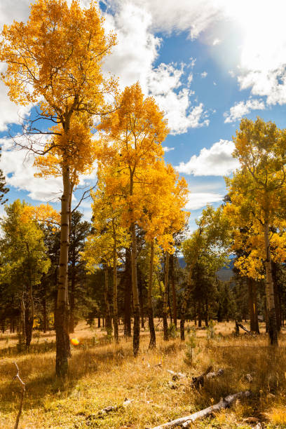 istock The turning yellow trees in the fall against the blue sky 842308728