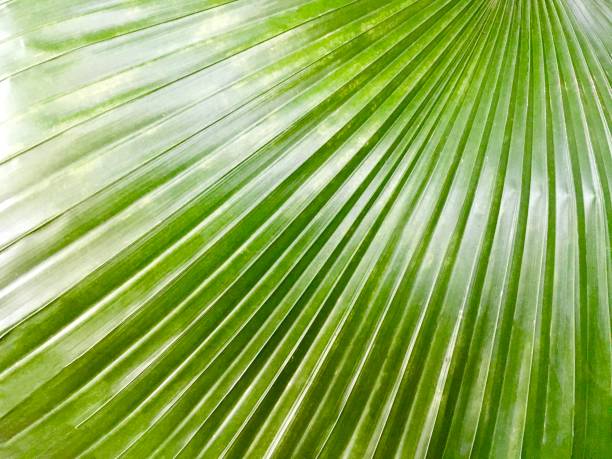 egzotyczne lady palm tree teksturowane tło - raphis zdjęcia i obrazy z banku zdjęć